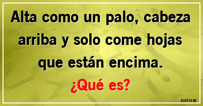 Acertijos - Alta como un palo, cabeza arriba y solo come hojas que están encima.
¿Qué es? Acertijos - Alta como un palo, cabeza arriba y solo come hojas que están encima.
¿Qué es?