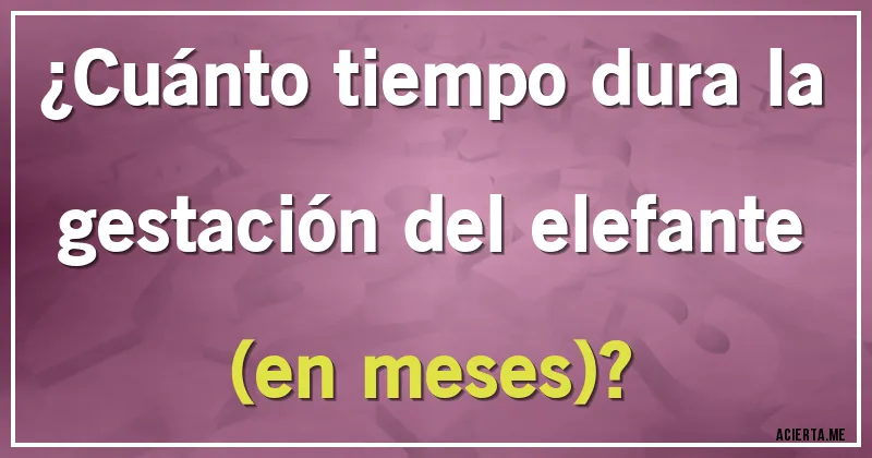 Acertijos - ¿Cuánto tiempo dura la gestación del elefante (en meses)?