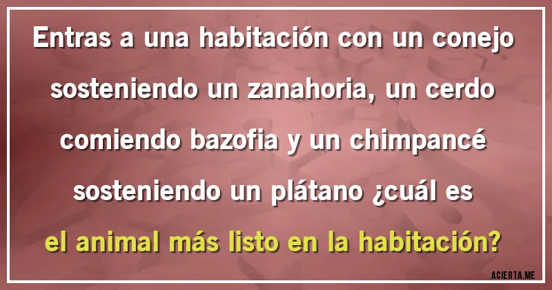 Acertijos - Entras a una habitación con un conejo sosteniendo un zanahoria, un cerdo comiendo bazofia y un chimpancé sosteniendo un plátano ¿cuál es el animal más listo en la habitación?