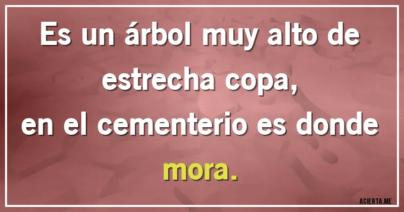 Acertijos - Es un árbol muy alto de estrecha copa,
en el cementerio es donde mora.