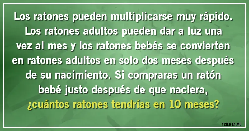 Acertijos - Los ratones pueden multiplicarse muy rápido. Los ratones adultos pueden dar a luz una vez al mes y los ratones bebés se convierten en ratones adultos en solo dos meses después de su nacimiento. Si compraras un ratón bebé justo después de que naciera, 
¿cuántos ratones tendrías en 10 meses?