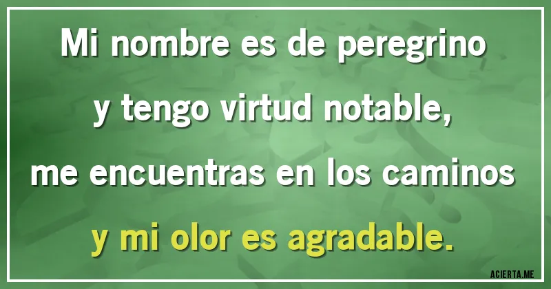 Acertijos - Mi nombre es de peregrino
y tengo virtud notable,
me encuentras en los caminos
y mi olor es agradable.