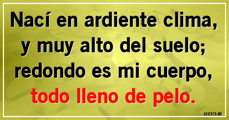 Acertijos - Nací en ardiente clima, y muy alto del suelo;
redondo es mi cuerpo, todo lleno de pelo.