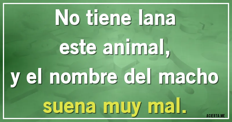 Acertijos - No tiene lana
este animal,
y el nombre del macho
suena muy mal.