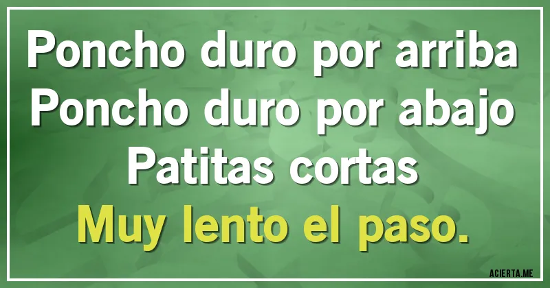 Acertijos - Poncho duro por arriba
Poncho duro por abajo
Patitas cortas
Muy lento el paso.