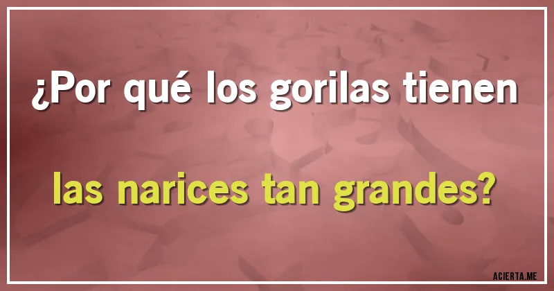 Acertijos - ¿Por qué los gorilas tienen las narices tan grandes?
