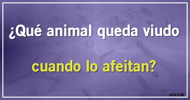 Acertijos - ¿Qué animal queda viudo cuando lo afeitan?