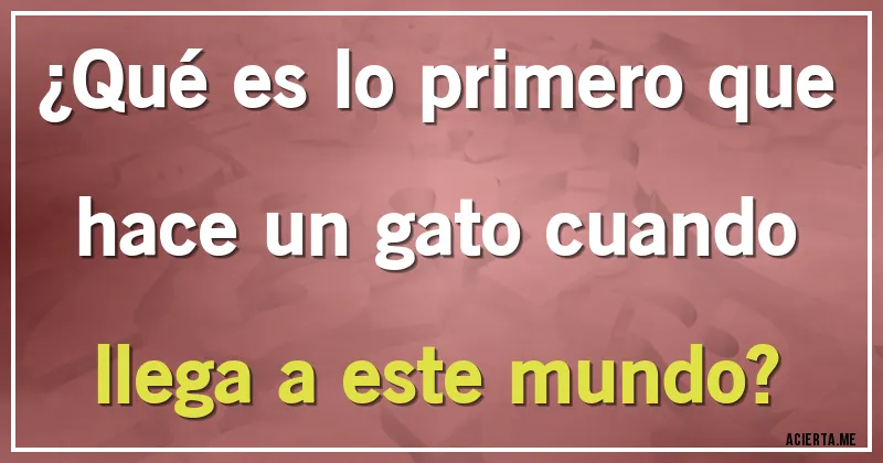 Acertijos - ¿Qué es lo primero que hace un gato cuando llega a este mundo?