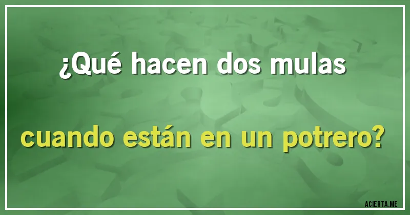 Acertijos - ¿Qué hacen dos mulas cuando están en un potrero?