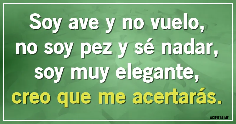 Acertijos - Soy ave y no vuelo,
no soy pez y sé nadar,
soy muy elegante,
creo que me acertarás.