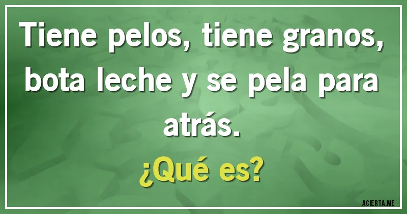 Acertijos - Tiene pelos, tiene granos, bota leche y se pela para atrás.
¿Qué es?