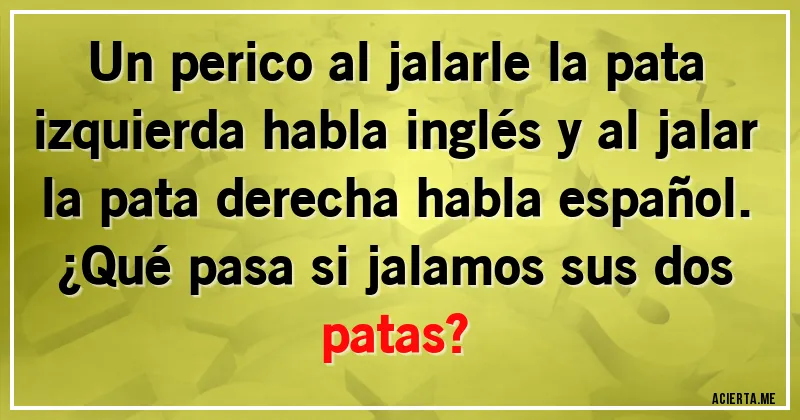 Acertijos - Un perico al jalarle la pata izquierda habla inglés y al jalar la pata derecha habla español. ¿Qué pasa si jalamos sus dos patas?