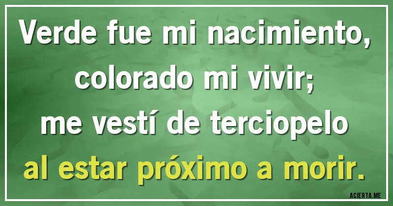 Acertijos - Verde fue mi nacimiento,
colorado mi vivir;
me vestí de terciopelo
al estar próximo a morir.