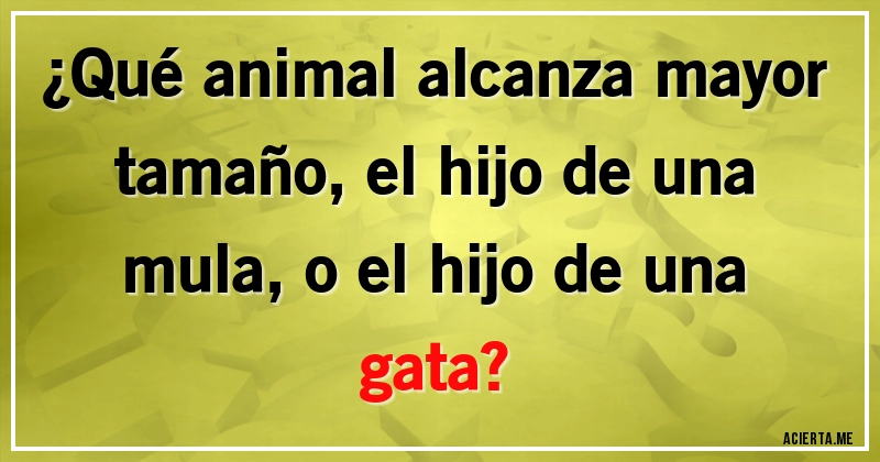 Acertijos - ¿Qué animal alcanza mayor tamaño, el hijo de una mula, o el hijo de una gata?